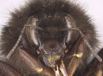 Media type: image;   Entomology 8985 Aspect: head frontal view